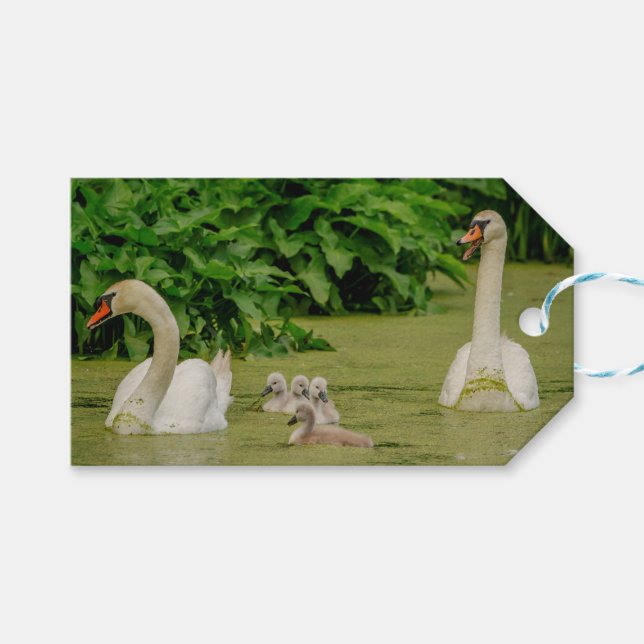 Svan-familjen Presentetikett (Framsidan (Horisontell))