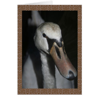 Svan Hälsningskort