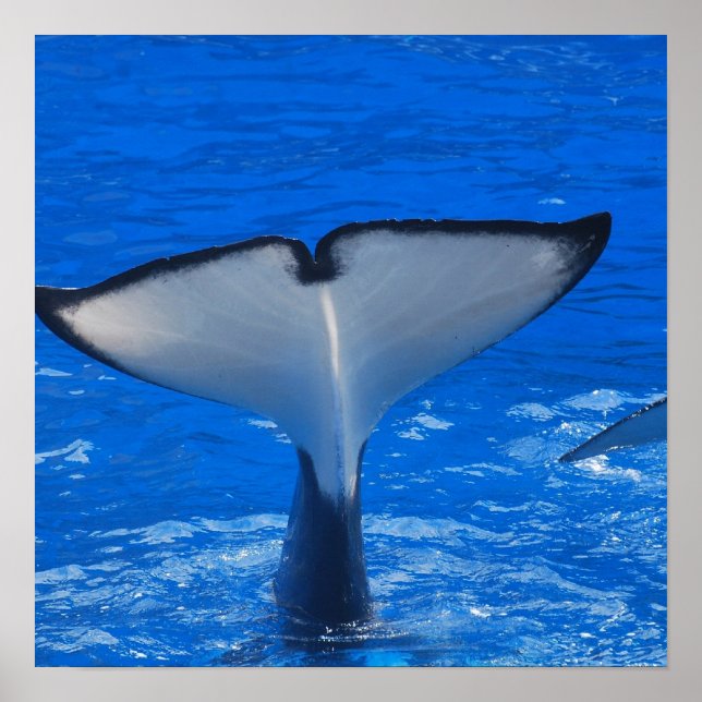 Svan i en Poster av val (Framsidan)