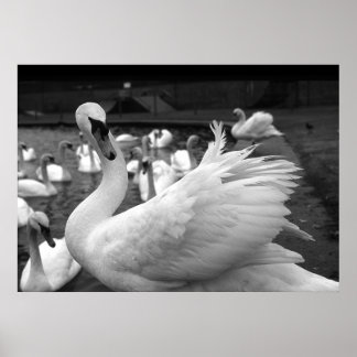 Svan i parken vid Barry Island Poster