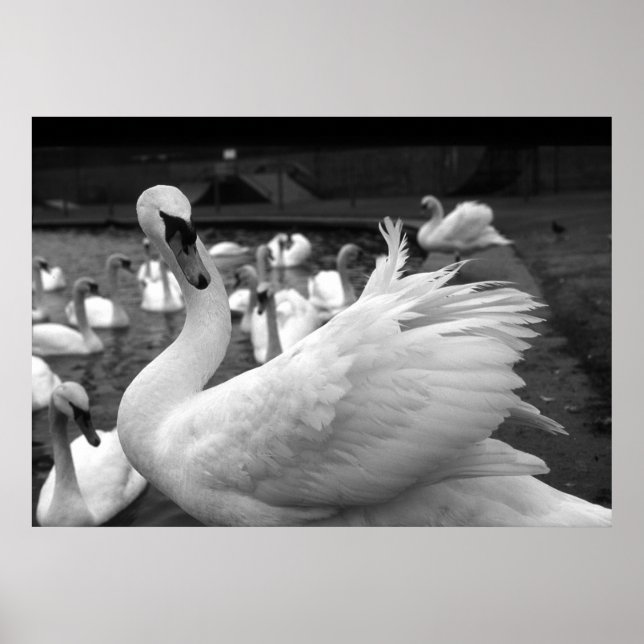 Svan i parken vid Barry Island Poster (Framsidan)