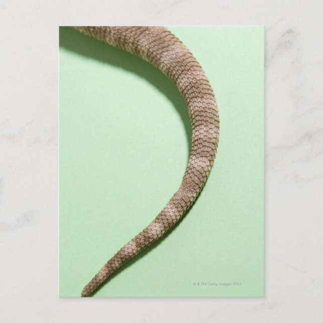 Svan i skäggig drake vykort (Framsida)