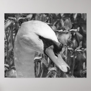 Svan Irises Animal Black White Skriv ut Poster