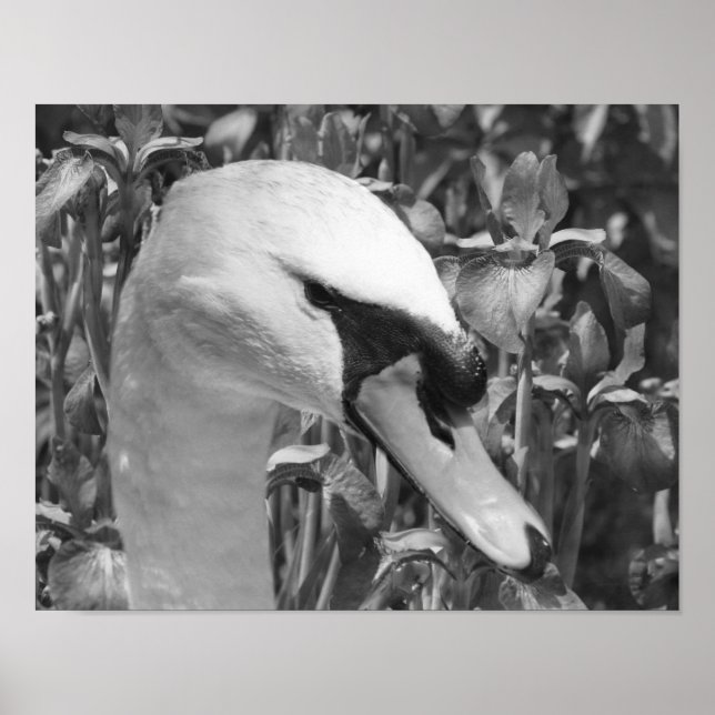 Svan Irises Animal Black White Skriv ut Poster (Framsidan)