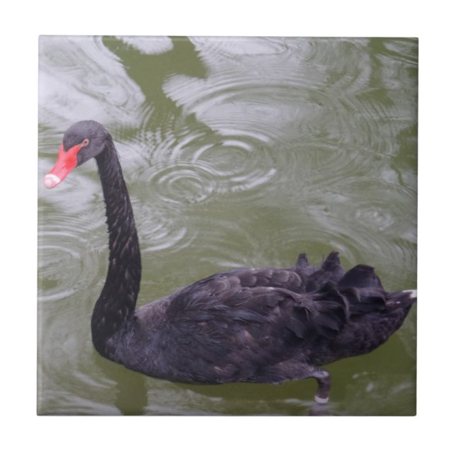 Svan Liten (4,25 x 4,25 tum) keramiskt fotouppstäl Kakelplatta (Framsidan)