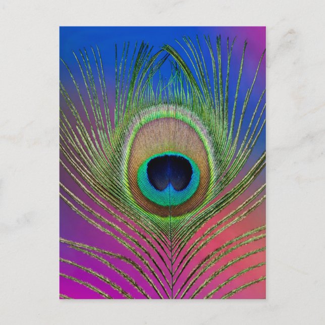 Svan ludd av en påk vykort (Framsida)