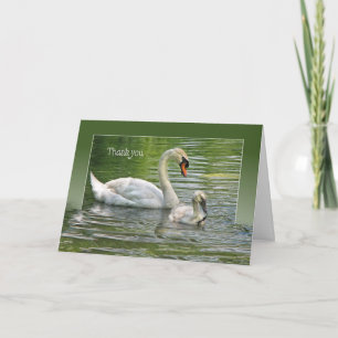 Svan med cygnet i vatten för tack kort