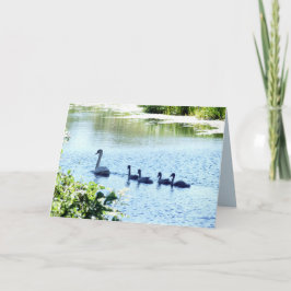 Svan med Cygnet på floden Kort