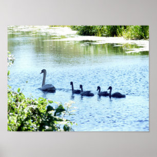 Svan med Cygnets på river.en Poster