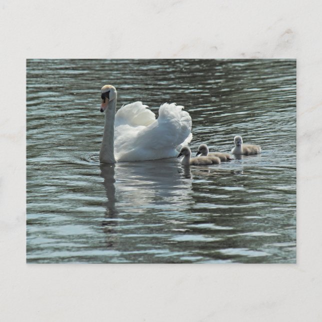 Svan med Cygnets Roath Park Sjö, Cardiff, Wales. Vykort (Framsida)