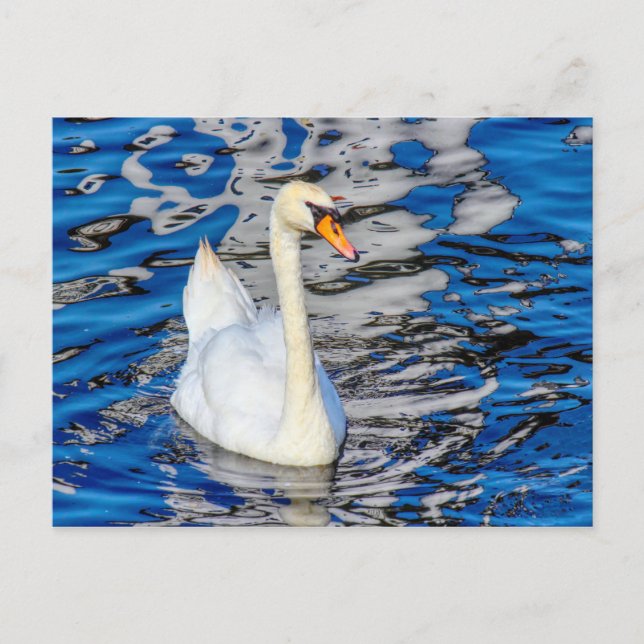 Svan med reflektioner vykort (Framsida)