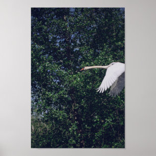 Svan Nature Bird Vilda djur Poster