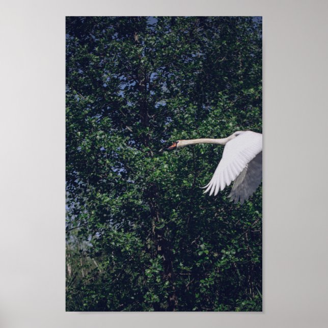 Svan Nature Bird Vilda djur Poster (Framsidan)