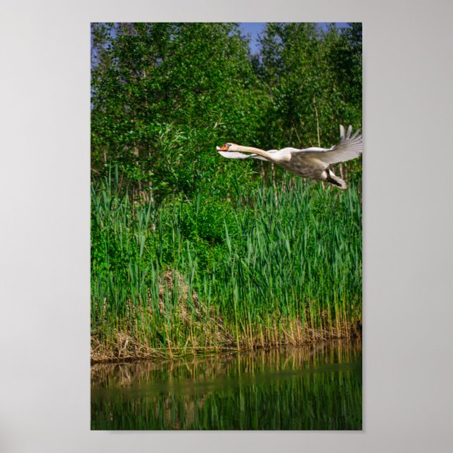Svan Nature Bird Vilda djur Poster (Framsidan)