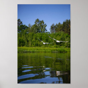 Svan Nature Bird Vilda djur Poster
