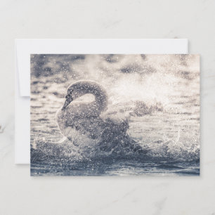 Svan-naturfotokort