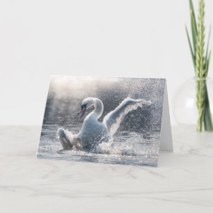 Svan-naturfotokort Kort