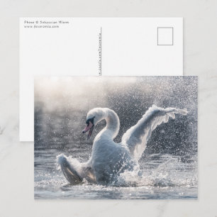 Svan-naturfotokort Vykort