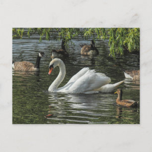 Svan och andra fåglar. Roath Park Sjö, Cardiff Vykort
