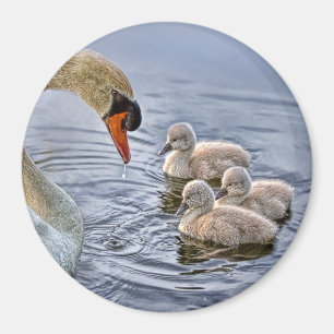 Svan och babymagnet magnet