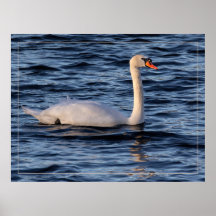 Svan och Blå Vatten