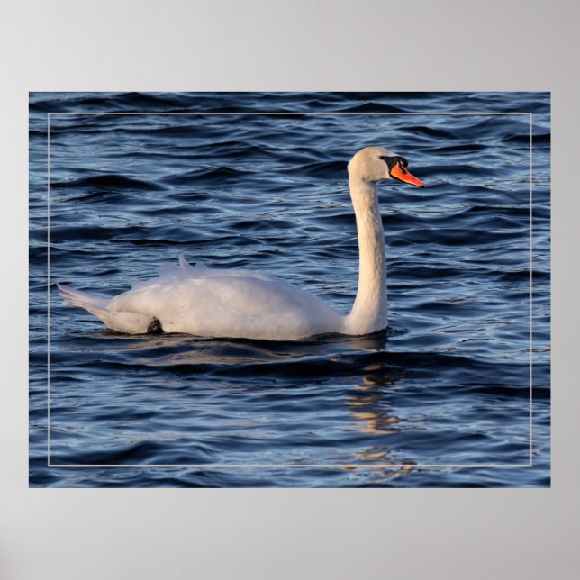 Svan och Blå Vatten Poster (Framsidan)