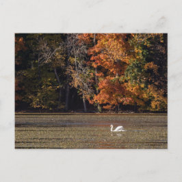 Svan och Fall Foliage Vykort