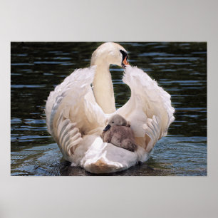 Svan och nät poster