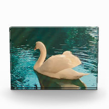 Svan på Pond