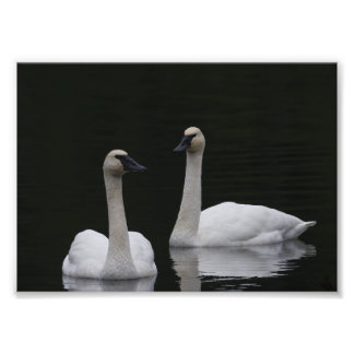 Svan Pair Anacortes ACFL Fototryck