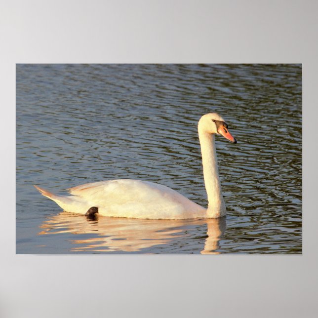 Svan Photo Poster (Framsidan)
