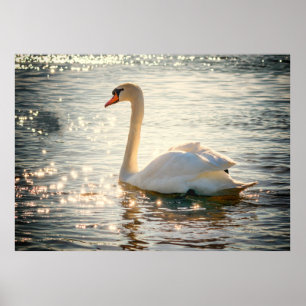 Svan Poster