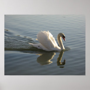 Svan Poster