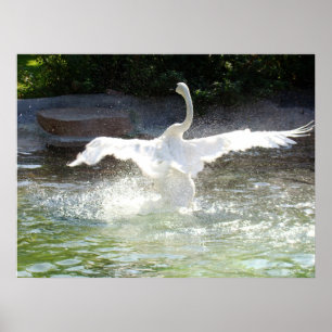 Svan Poster