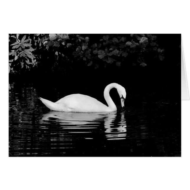 Svan, Roath Park, Cardiff. Hälsningskort (Framsidan Horizontal)