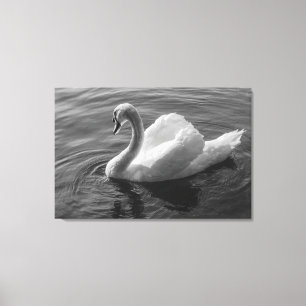 Svan. Roath Park Sjö, Cardiff, Wales B&W Canvastryck