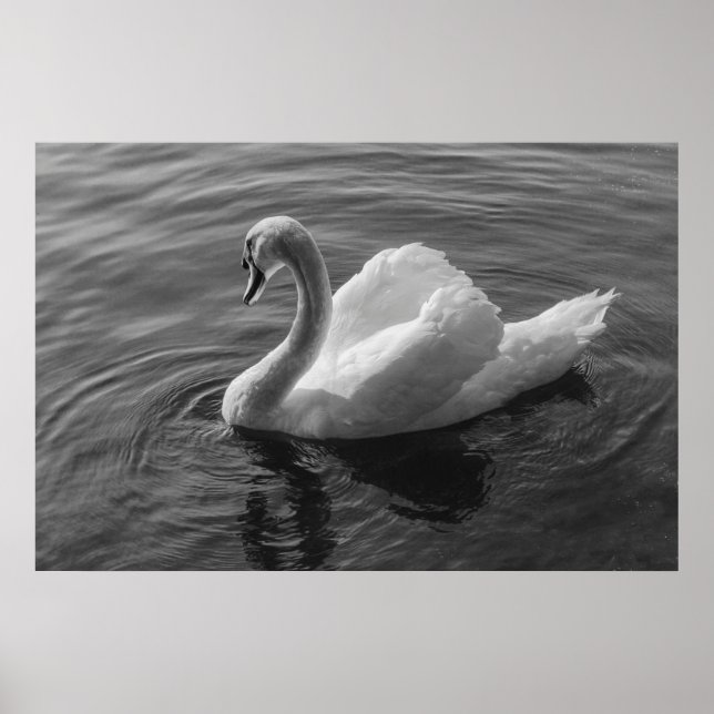 Svan. Roath Park Sjö, Cardiff, Wales B&W Poster (Framsidan)