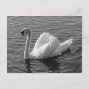 Svan. Roath Park Sjö, Cardiff, Wales B&W vykort