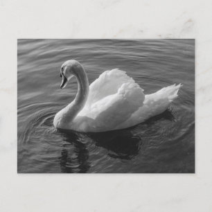 Svan. Roath Park Sjö, Cardiff, Wales B&W Vykort