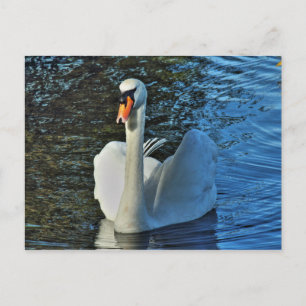 Svan. Roath Park Sjö, Cardiff, Wales. Vykort