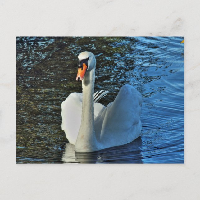 Svan. Roath Park Sjö, Cardiff, Wales. Vykort (Framsida)