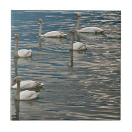 Svan Sång Kakelplatta