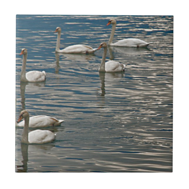 Svan Sång Kakelplatta (Framsidan)