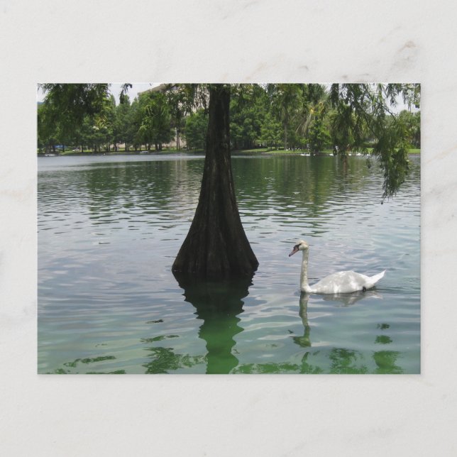 Svan Sjö Elegant Vilda Djur Fågel Fotografering Vykort (Framsida)