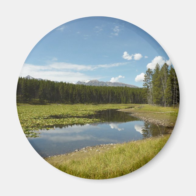 Svan Sjö I i nationalparken Grand Teton Magnet (Framsidan)