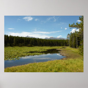 Svan Sjö I vid Grand Teton National Park Poster