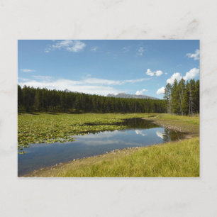 Svan Sjö I vid Grand Teton National Park Vykort