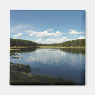 Svan Sjö II vid Grand Teton National Park Magnet