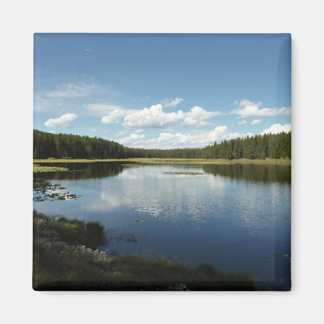 Svan Sjö II vid Grand Teton National Park Magnet (Framsidan)