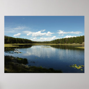 Svan Sjö II vid Grand Teton National Park Poster